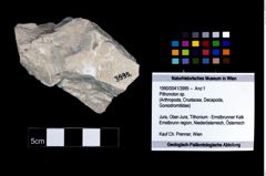 Foto (Objekt + Etikett) von Pithonoton sp.  (NHMW-GEO-1990-0041-3995)